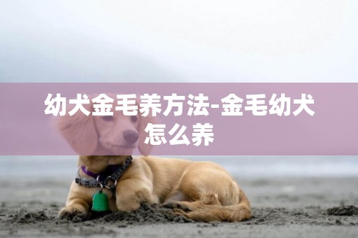 幼犬金毛養方法-金毛幼犬怎么養