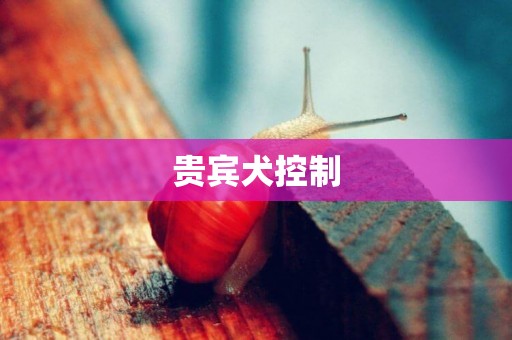 貴賓犬控制