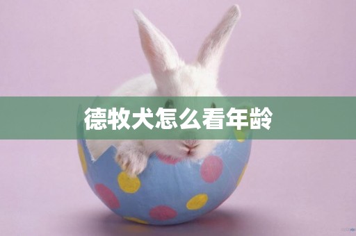 德牧犬怎么看年齡