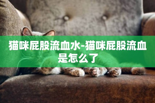 貓咪屁股流血水-貓咪屁股流血是怎么了