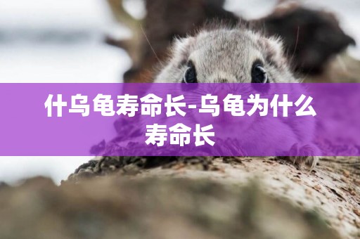 什烏龜壽命長-烏龜為什么壽命長