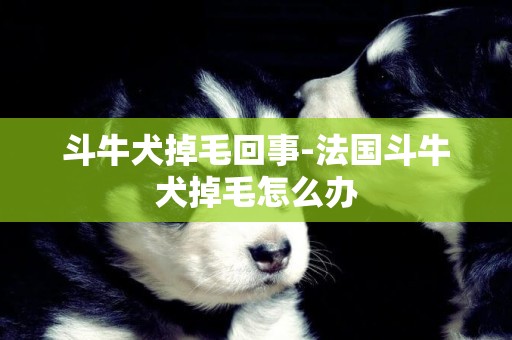 斗牛犬掉毛回事-法國斗牛犬掉毛怎么辦