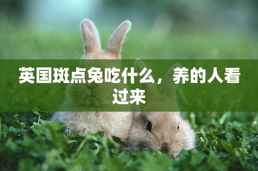 英國斑點兔吃什么，養的人看過來
