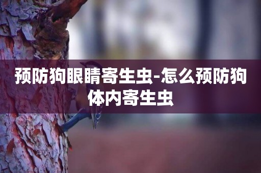 預防狗眼睛寄生蟲-怎么預防狗體內寄生蟲