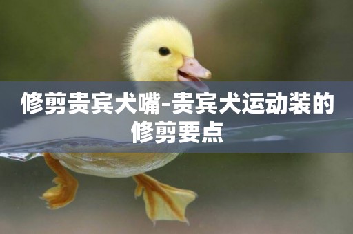 修剪貴賓犬嘴-貴賓犬運動裝的修剪要點
