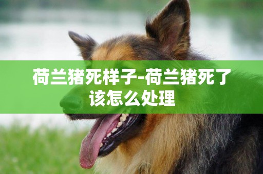 荷蘭豬死樣子-荷蘭豬死了該怎么處理