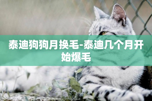 泰迪狗狗月換毛-泰迪幾個月開始爆毛