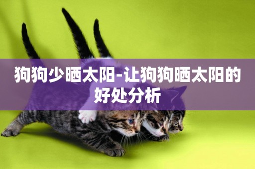 狗狗少曬太陽-讓狗狗曬太陽的好處分析