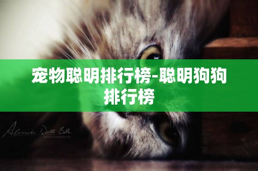 寵物聰明排行榜-聰明狗狗排行榜