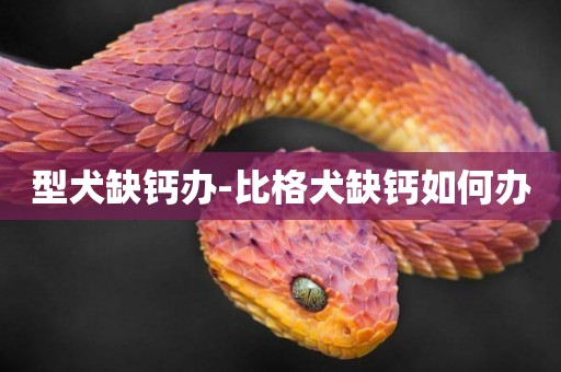 型犬缺鈣辦-比格犬缺鈣如何辦