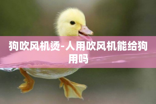 狗吹風機燙-人用吹風機能給狗用嗎