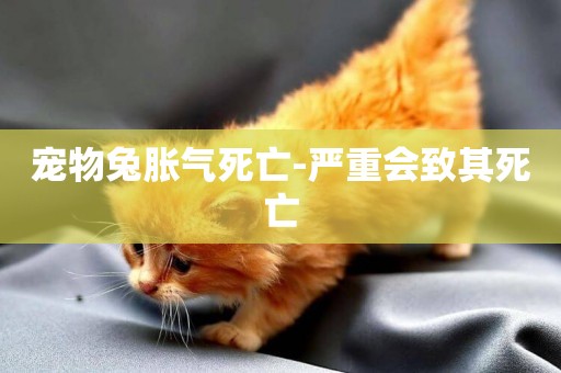 寵物兔脹氣死亡-嚴重會致其死亡