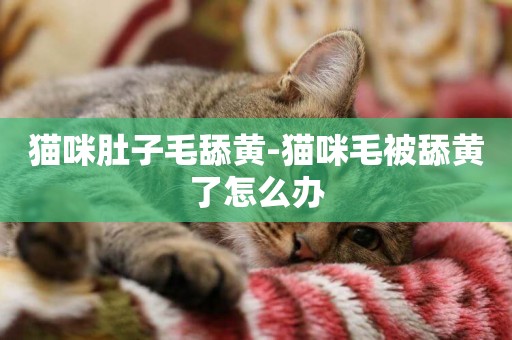 貓咪肚子毛舔黃-貓咪毛被舔黃了怎么辦