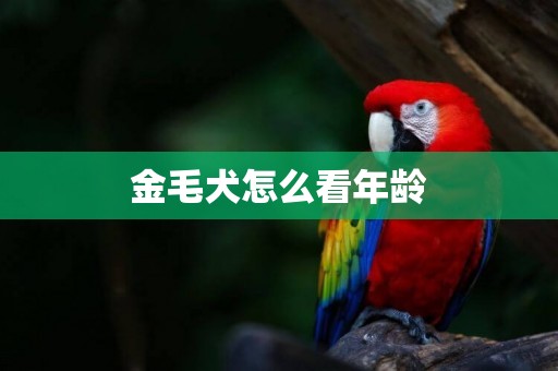 金毛犬怎么看年齡