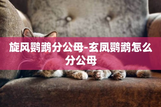 旋風鸚鵡分公母-玄鳳鸚鵡怎么分公母