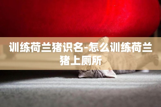 訓練荷蘭豬識名-怎么訓練荷蘭豬上廁所