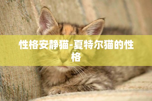性格安靜貓-夏特爾貓的性格