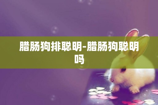 臘腸狗排聰明-臘腸狗聰明嗎