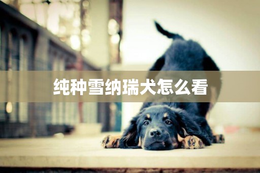 純種雪納瑞犬怎么看