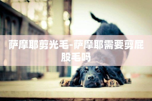 薩摩耶剪光毛-薩摩耶需要剪屁股毛嗎