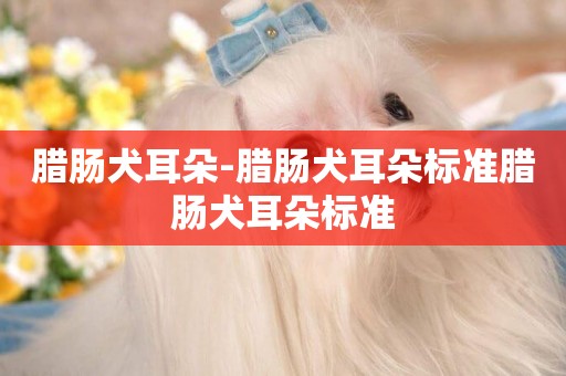臘腸犬耳朵-臘腸犬耳朵標準臘腸犬耳朵標準
