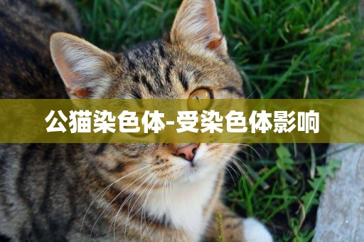 公貓染色體-受染色體影響