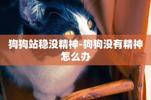 狗狗站穩沒精神-狗狗沒有精神怎么辦