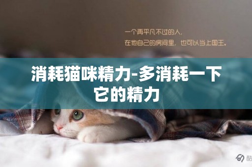 消耗貓咪精力-多消耗一下它的精力