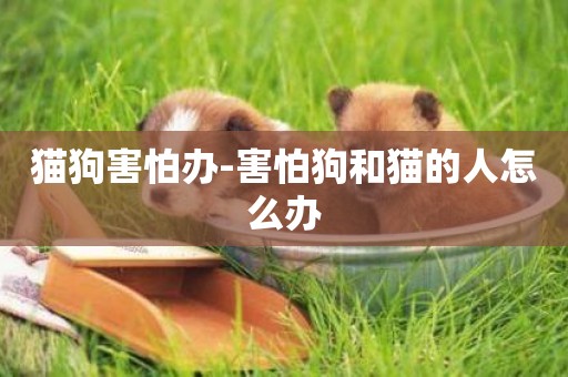 貓狗害怕辦-害怕狗和貓的人怎么辦