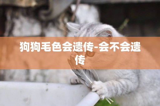 狗狗毛色會遺傳-會不會遺傳