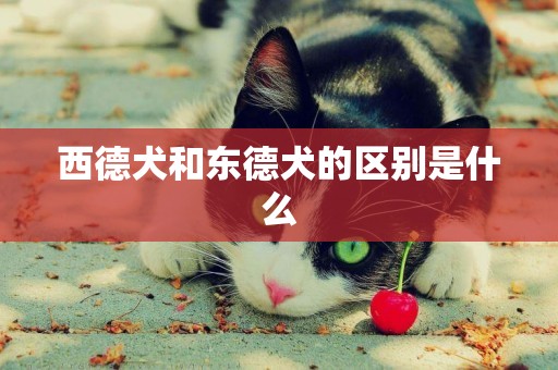 西德犬和東德犬的區別是什么