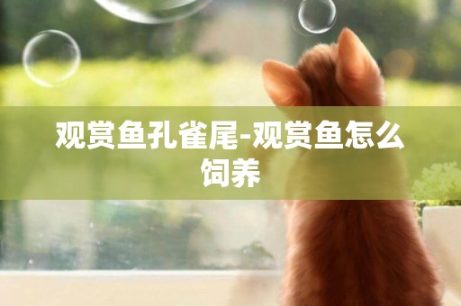 觀賞魚孔雀尾-觀賞魚怎么飼養