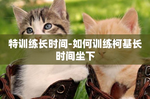 特訓練長時間-如何訓練柯基長時間坐下