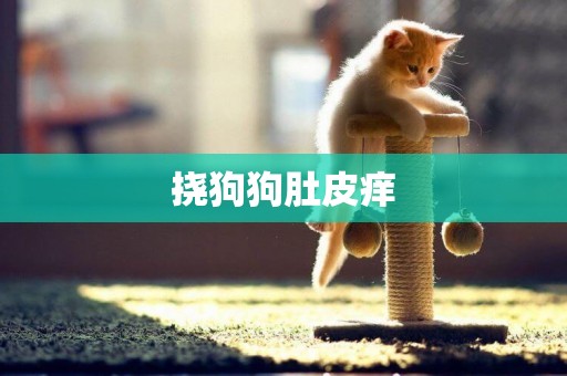 撓狗狗肚皮癢