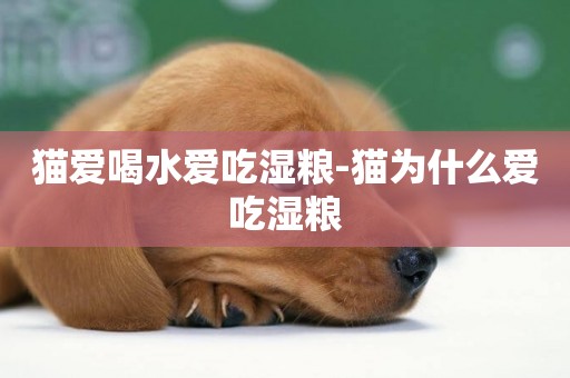 貓愛喝水愛吃濕糧-貓為什么愛吃濕糧