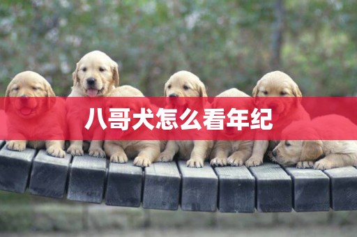 八哥犬怎么看年紀