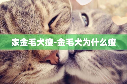 家金毛犬瘦-金毛犬為什么瘦