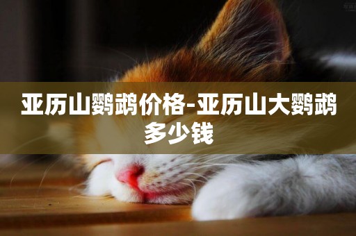 亞歷山鸚鵡價格-亞歷山大鸚鵡多少錢