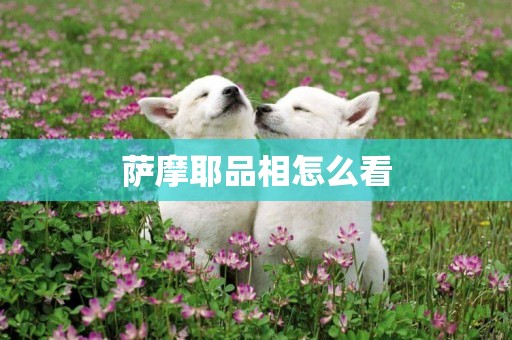 薩摩耶品相怎么看