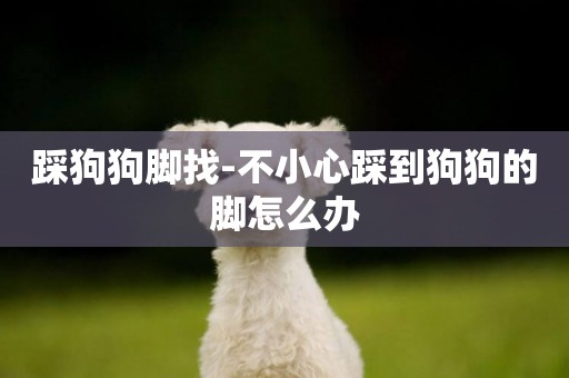 踩狗狗腳找-不小心踩到狗狗的腳怎么辦