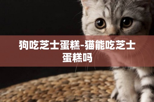 狗吃芝士蛋糕-貓能吃芝士蛋糕嗎