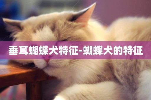 垂耳蝴蝶犬特征-蝴蝶犬的特征