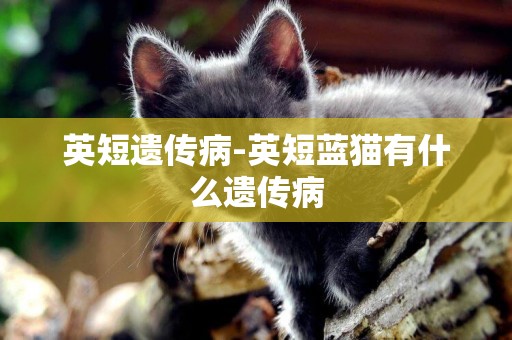 英短遺傳病-英短藍貓有什么遺傳病