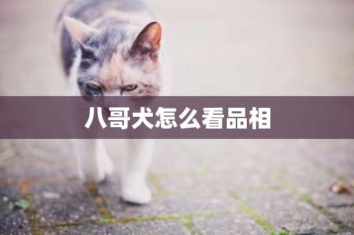 八哥犬怎么看品相