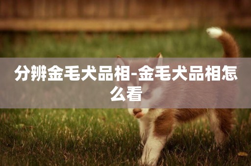 分辨金毛犬品相-金毛犬品相怎么看
