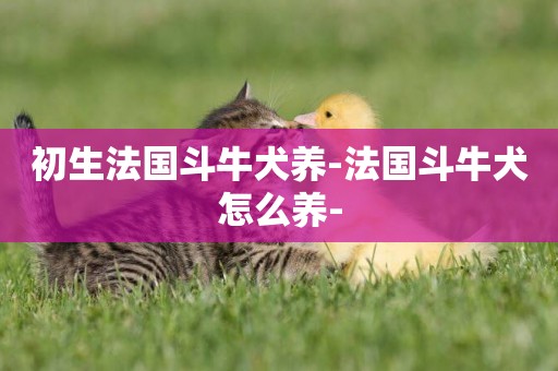 初生法國斗牛犬養-法國斗牛犬怎么養-