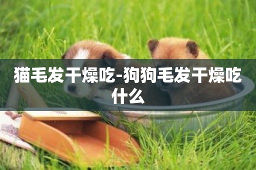 貓毛發干燥吃-狗狗毛發干燥吃什么