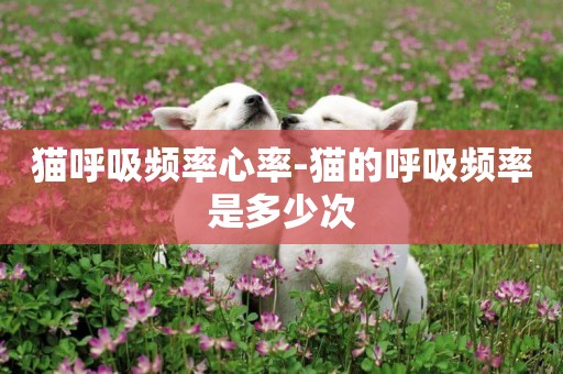 貓呼吸頻率心率-貓的呼吸頻率是多少次