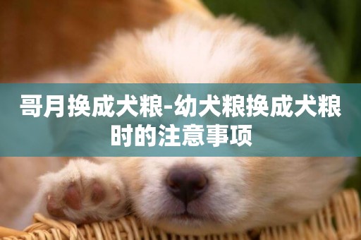 哥月換成犬糧-幼犬糧換成犬糧時的注意事項