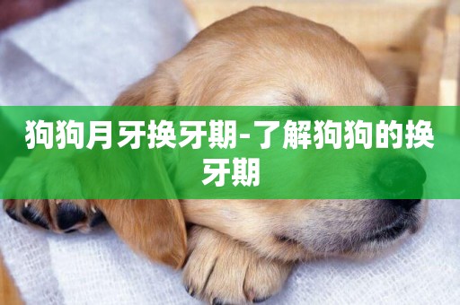 狗狗月牙換牙期-了解狗狗的換牙期